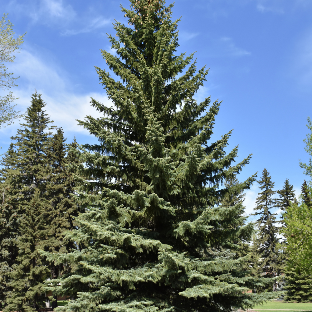 Blue Colorado Spruce