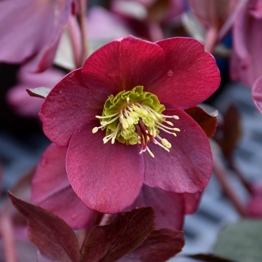 Frostkiss Anna's Red Hellebore