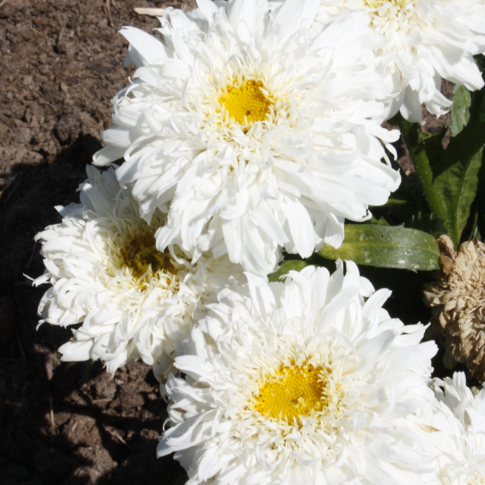 Weston Nurseries Amazing Daisies® Marshmallow Shasta Daisy
