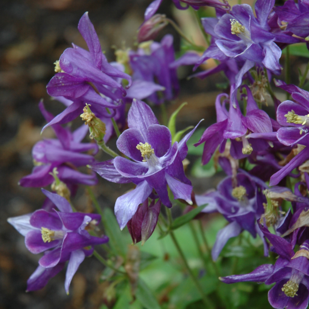 Columbine