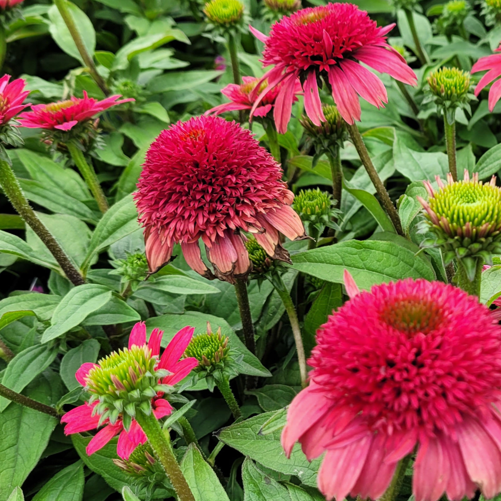 Weston Nurseries Sunny Days™ Ruby Coneflower