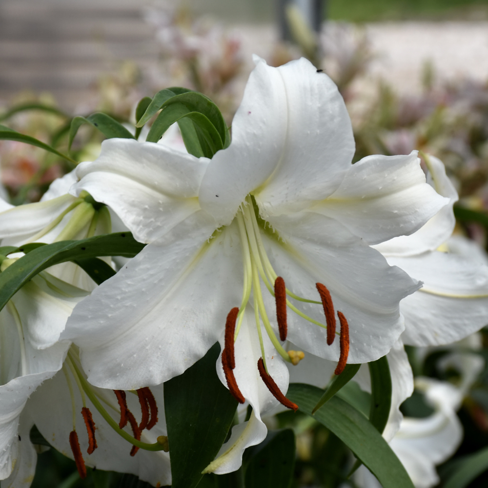Casa Blanca Lily