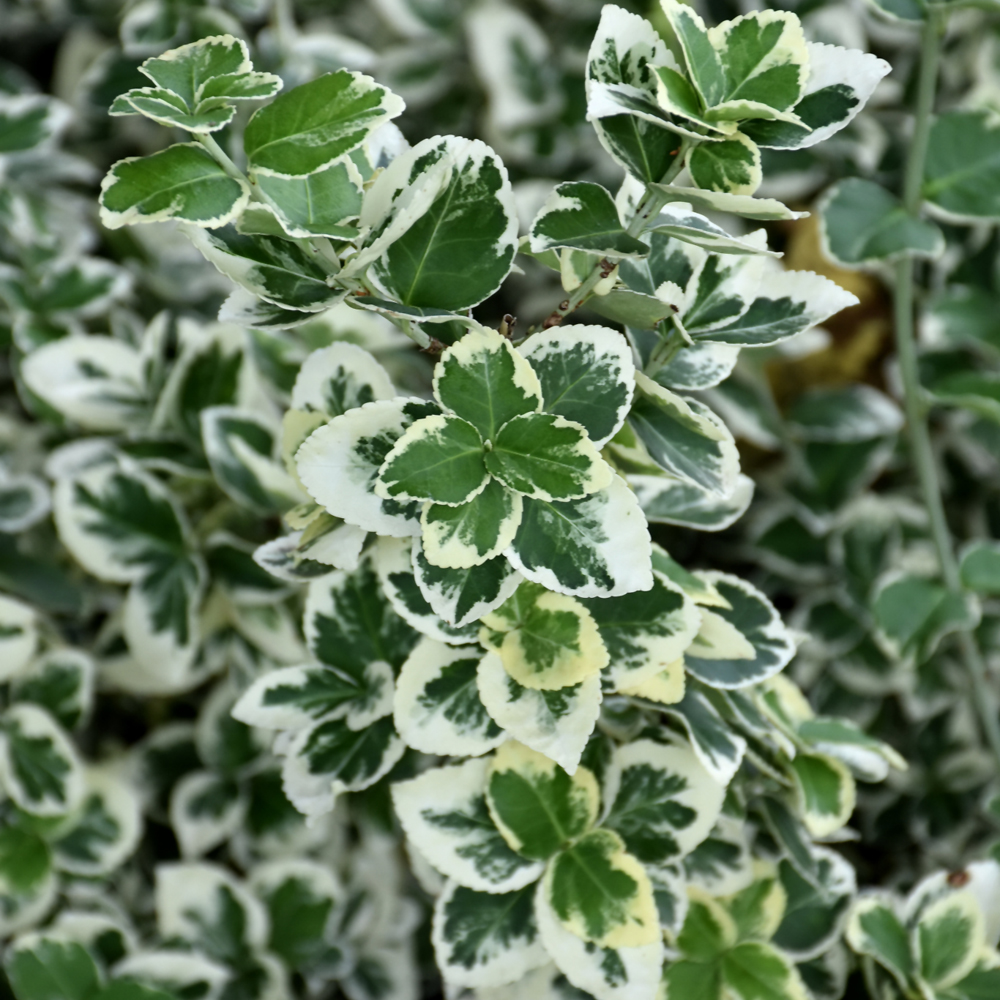 Weston Nurseries - White Album Euonymus