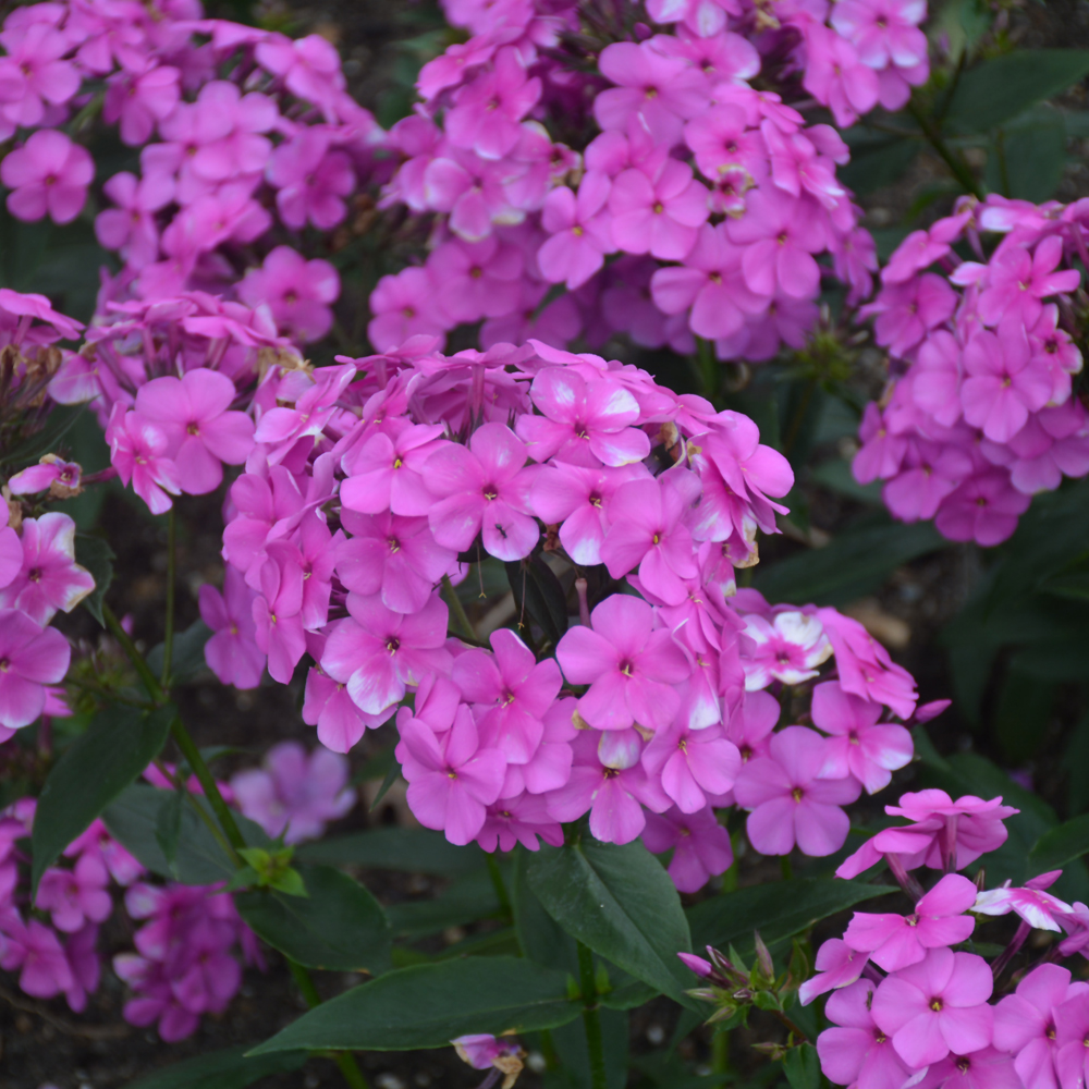 Weston Nurseries Cloudburst Phlox