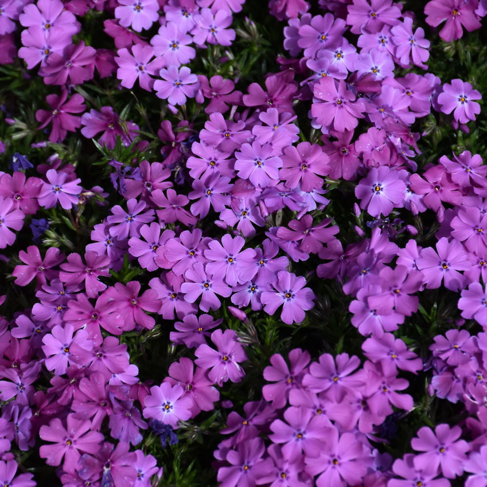 Spring Purple Moss Phlox