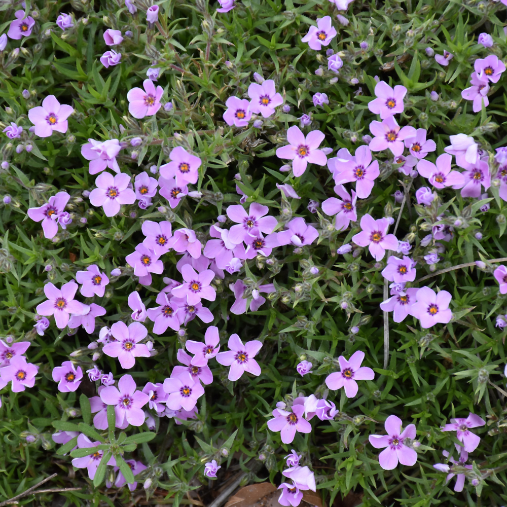 Weston Nurseries - Eye Shadow Phlox