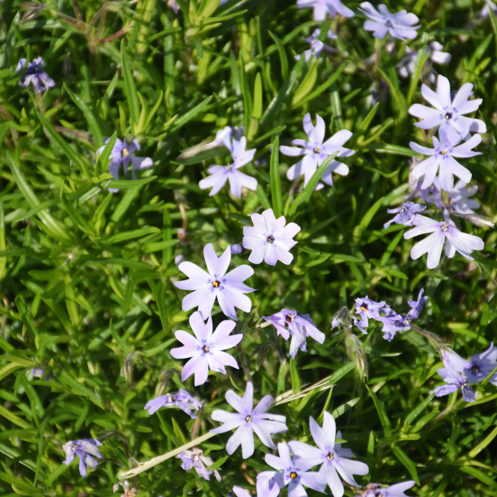 Phlo Subu Spring Blue