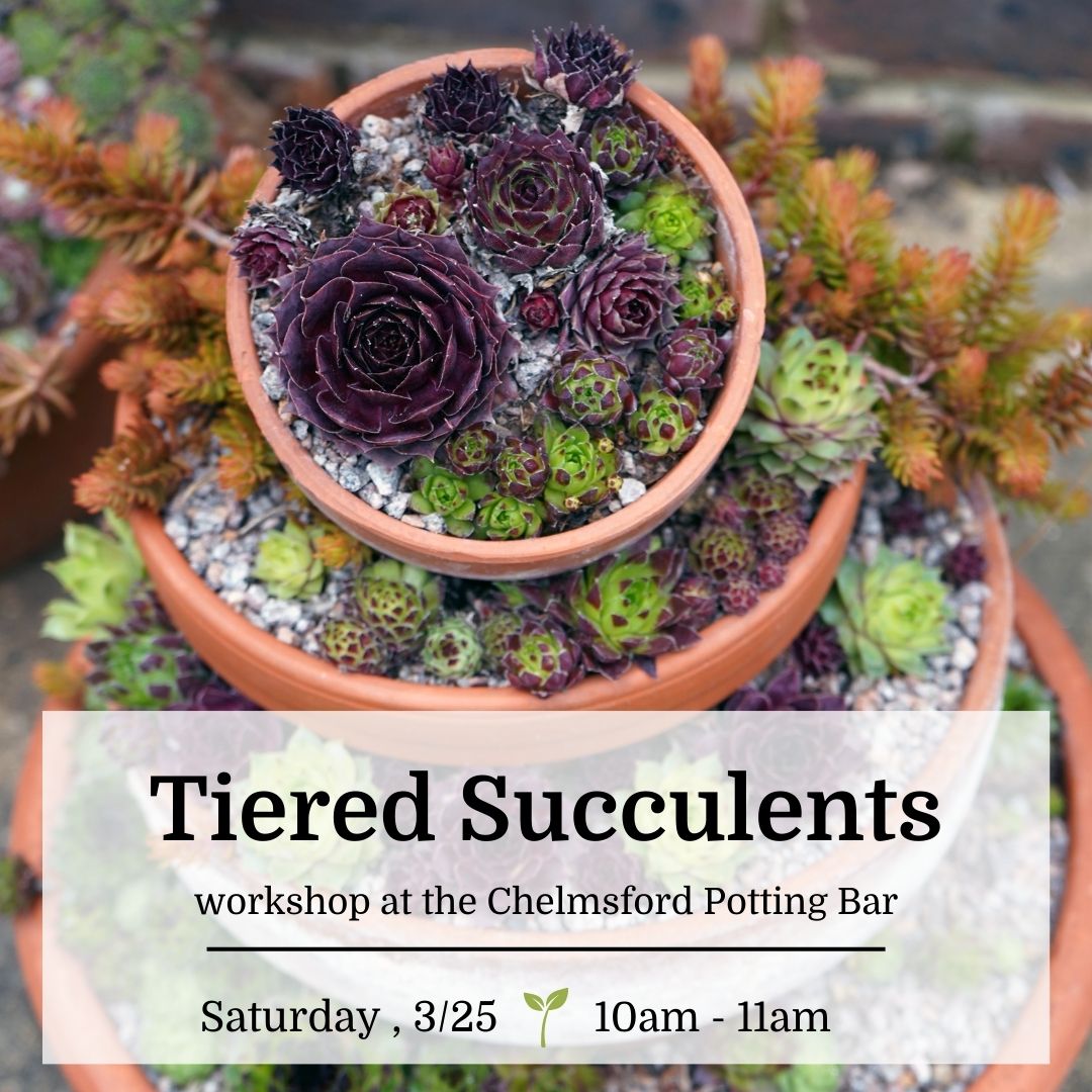 Tiered Succulent Planter Workshop