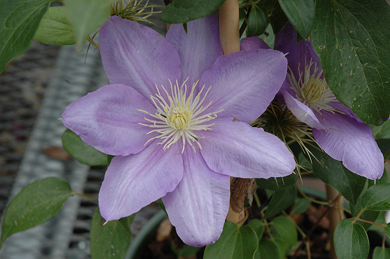 Cezanne Clematis