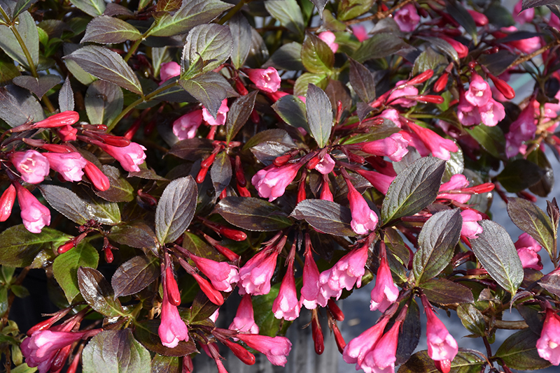 Very Fine Wine&reg; Weigela