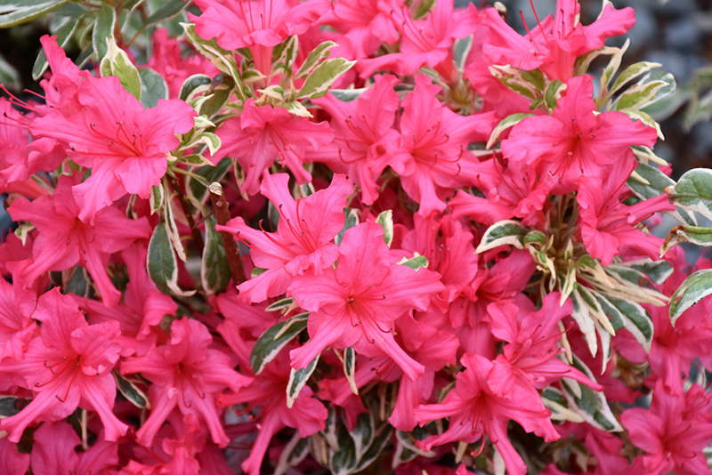 Bollywood&reg; Azalea