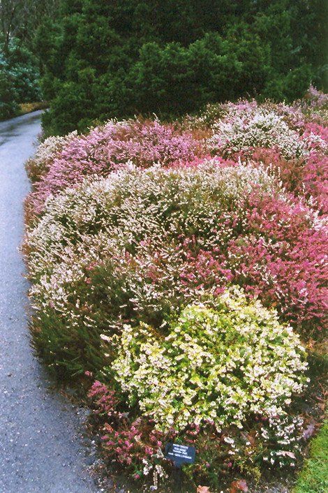 Spring Heath