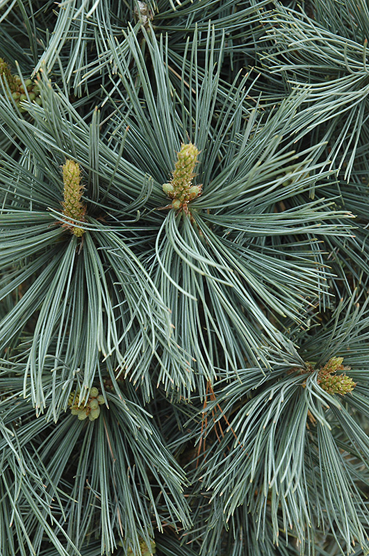 Extra Blue Limber Pine