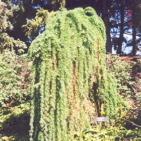 Weeping European Larch