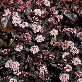 Ninebark