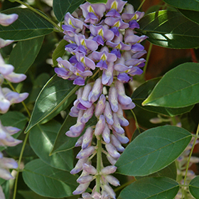 Summer Cascade&trade; Wisteria