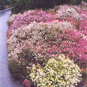 Spring Heath