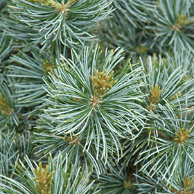 Short-Needled Japanese Blue Pine