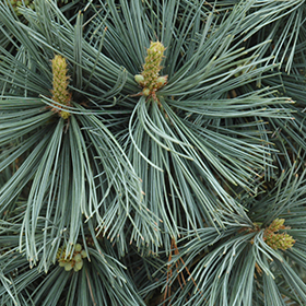 Extra Blue Limber Pine