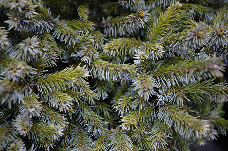 Gunther Dwarf Spruce
