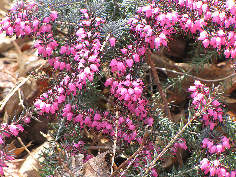 Spring Heath