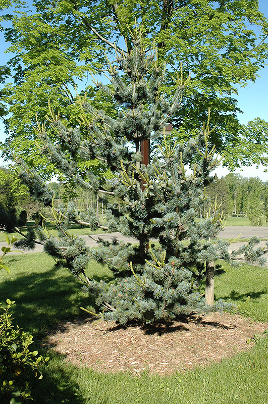 Short-Needled Japanese Blue Pine