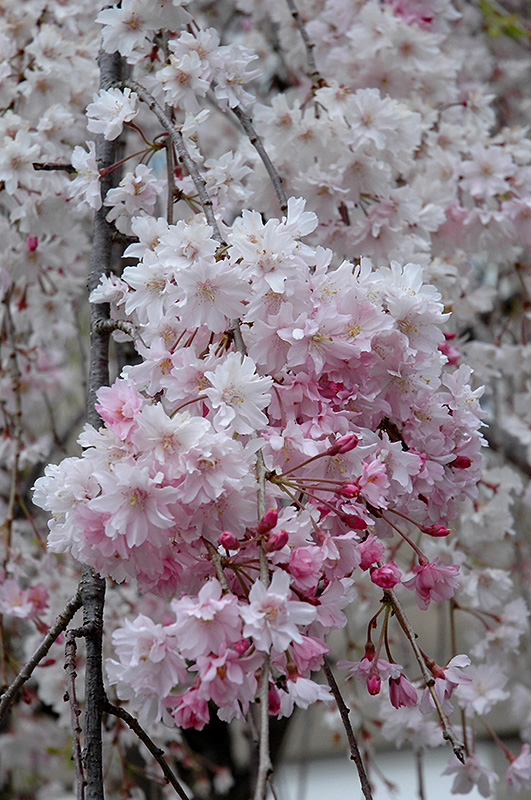 Double Pink Weeping Higan Cherry