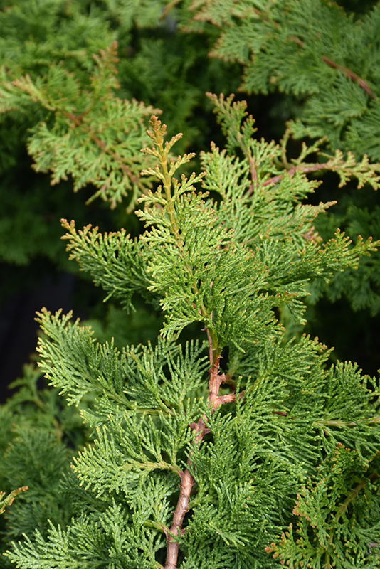 Jade Waves&trade; Fernspray Falsecypress