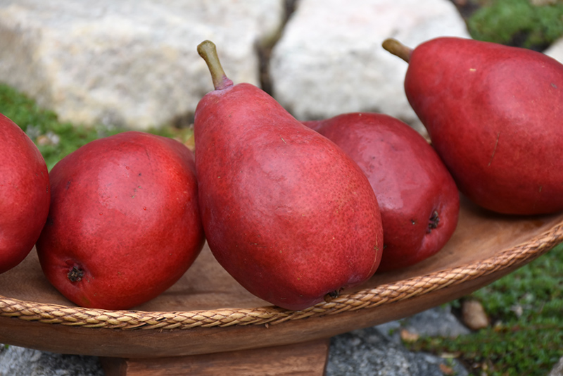 Red Sensation Bartlett Pear