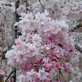 Double Pink Weeping Higan Cherry