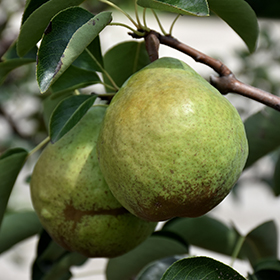 Bartlett Pear