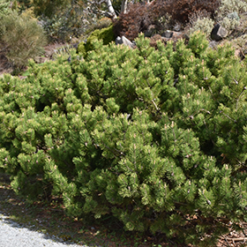 Compact Mugo Pine