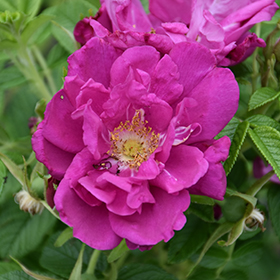 Rosa Rugosa