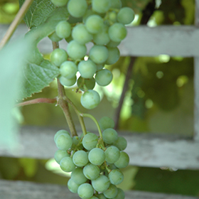 Edelweiss Grape