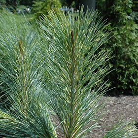 Zebrina Himalayan Pine