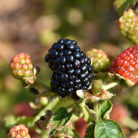 Navaho Thornless Blackberry