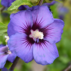 Chateau&trade; de Versailles Rose of Sharon