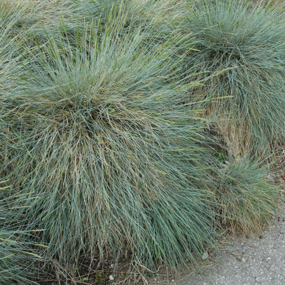 Grasses