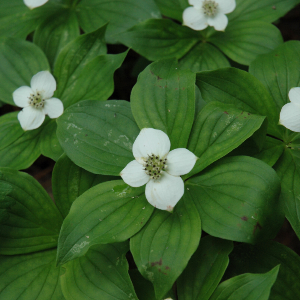 Groundcovers