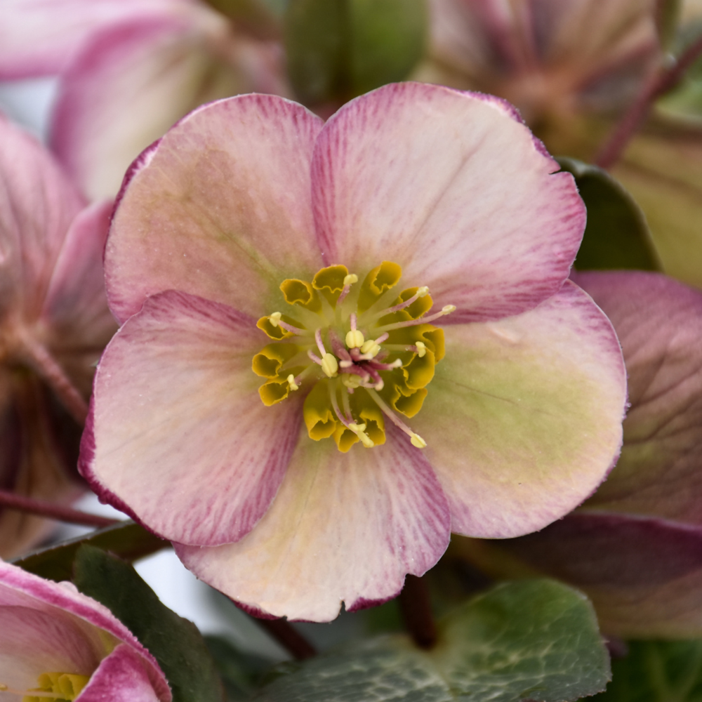 Shade Perennials