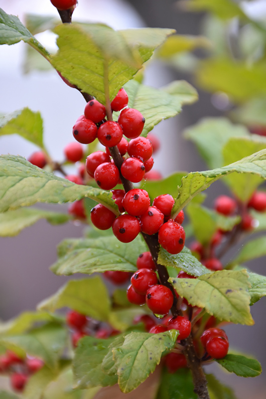 Sparkleberry Deciduous Holly