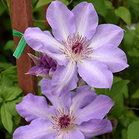 Vancouver&trade; Daybreak Clematis