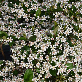 Low Scape Snowfire&trade; Aronia