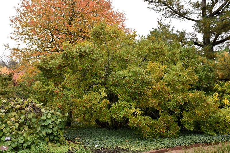 Sparkleberry Deciduous Holly