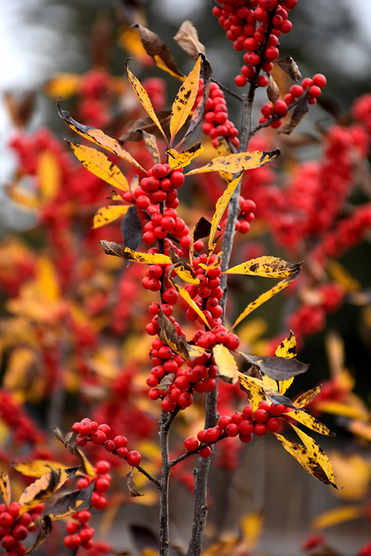 Sparkleberry Deciduous Holly