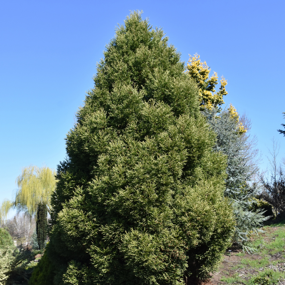 Weston Nurseries Spiralis Japanese Cedar