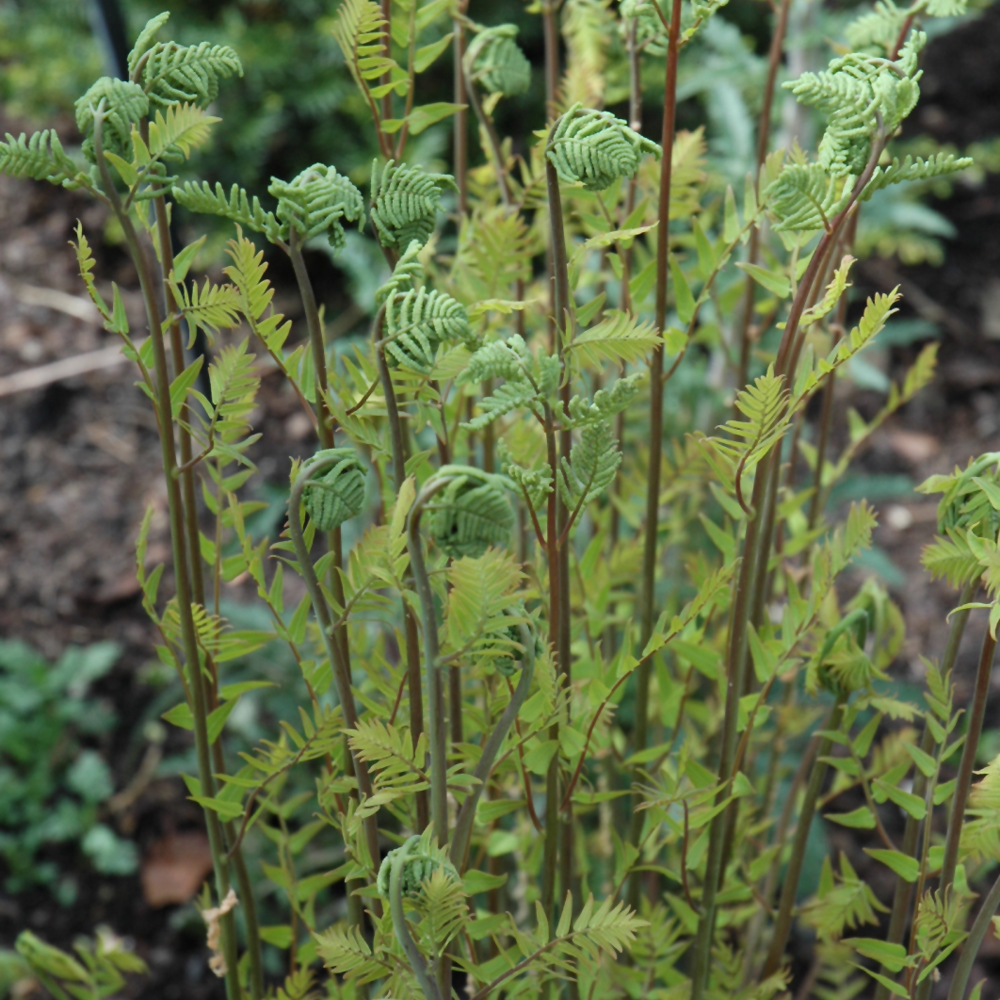 Hayscented Fern