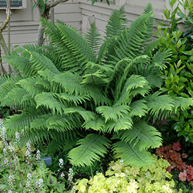 Holly Fern