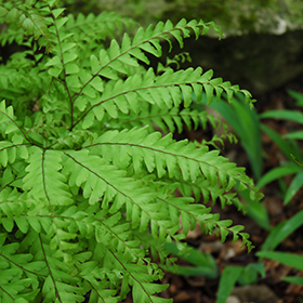 Maidenhair Fern