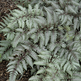Painted Fern